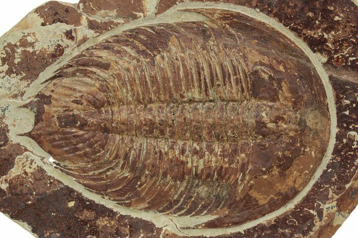 Ordovician Trilobite (Dikelokephalina) - Ouled Slimane, Morocco #233897